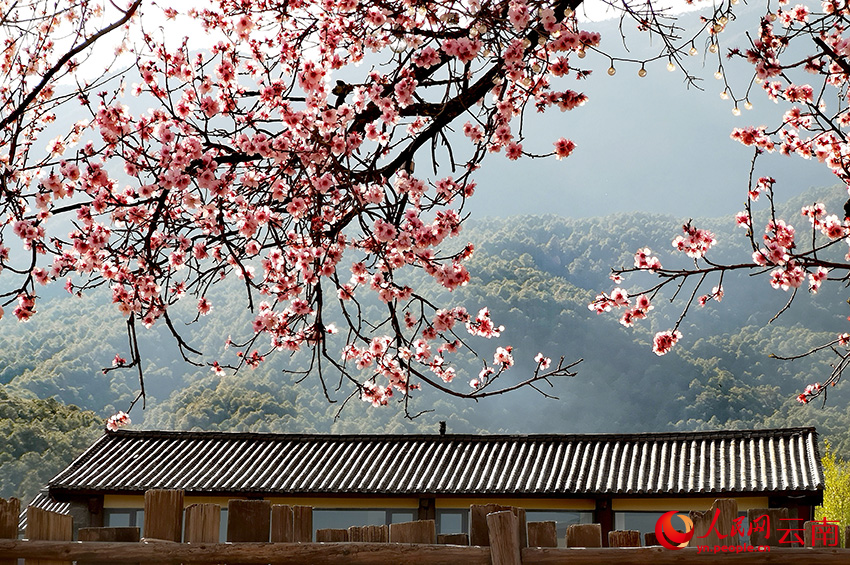 玉龍縣白沙鎮玉龍村的桃花盛開。和儉攝
