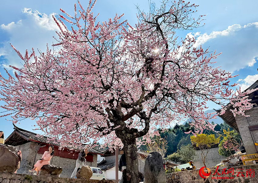 玉龍縣白沙鎮玉龍村的桃花盛開。和儉攝