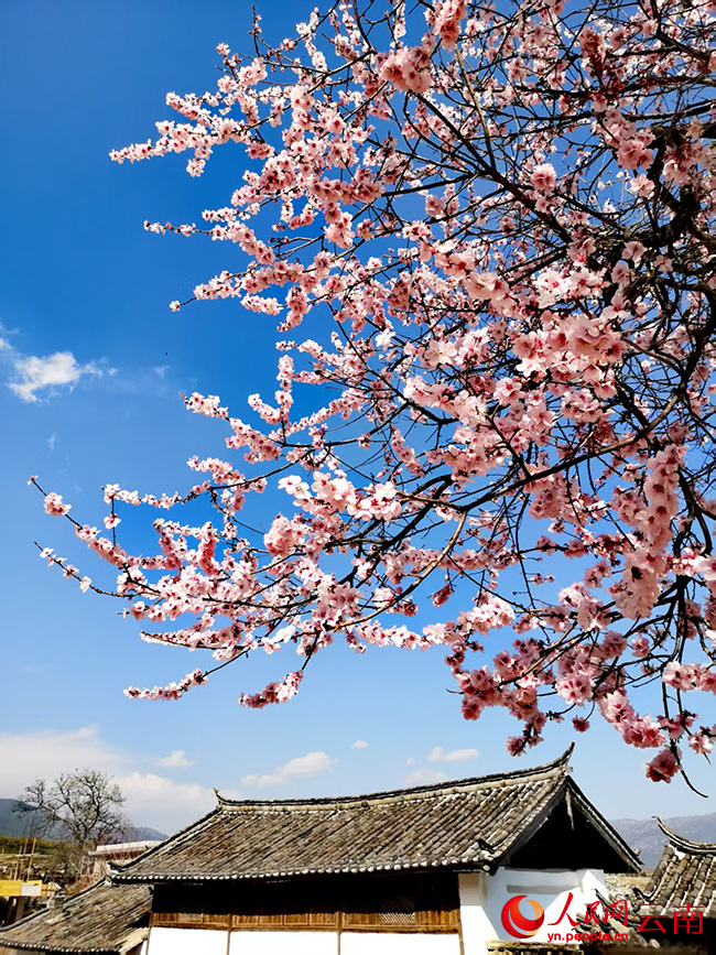 玉龍縣白沙鎮玉龍村的桃花盛開。和儉攝