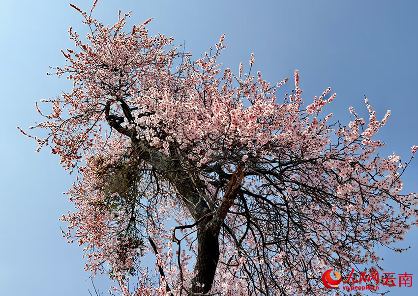 玉龍縣白沙鎮玉龍村的桃花盛開。和儉攝