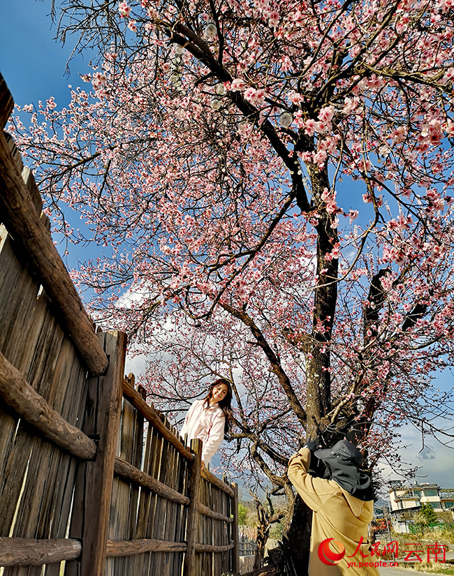 游客在桃花盛開的桃樹下拍照打卡。和儉攝