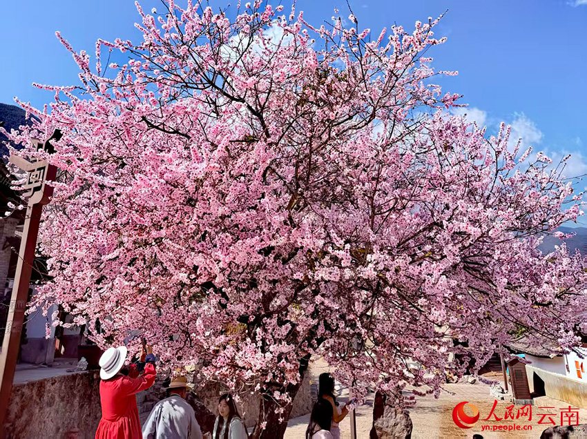 雲南麗江：百年古桃映雪山 春花爛漫醉游人【5】