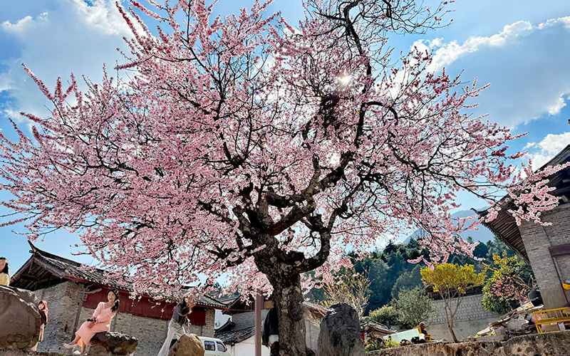 云南丽江：百年古桃映雪山 春花烂漫醉游人