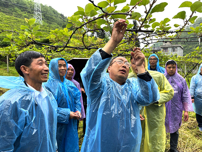 科技特派团到威信县麟凤亿丰农业猕猴桃种植基地进行实地授课