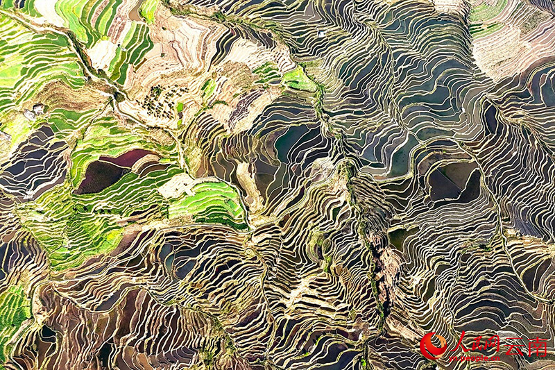 航拍红河县乐育镇尼美梯田。赵龙云摄