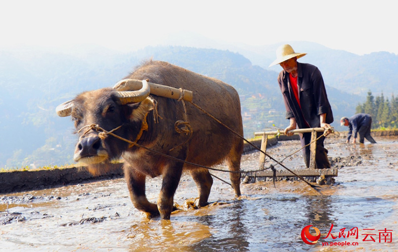哈尼族群众开始春耕。人民网 尹馨摄