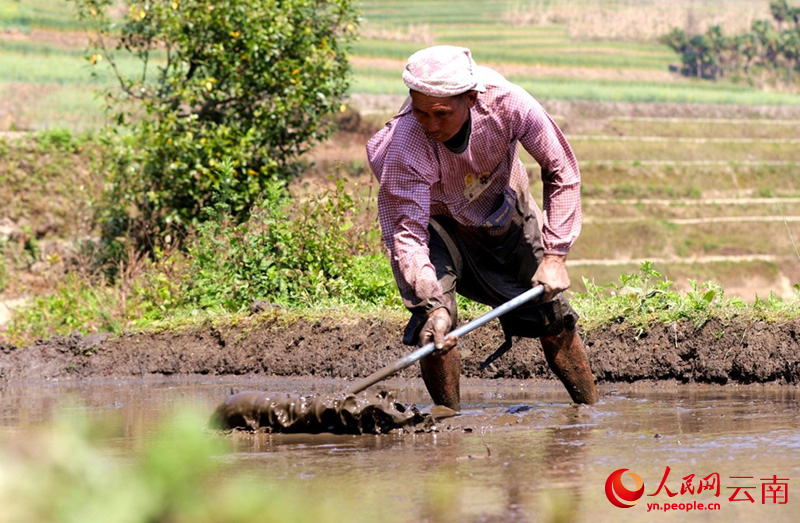 群众在梯田里劳作。人民网 尹馨摄