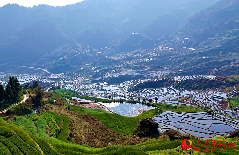 哈尼梯田春意盎然。赵龙云摄