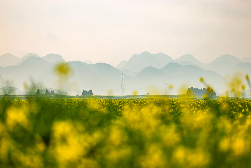 4罗平油菜花花海风光。主办方供图