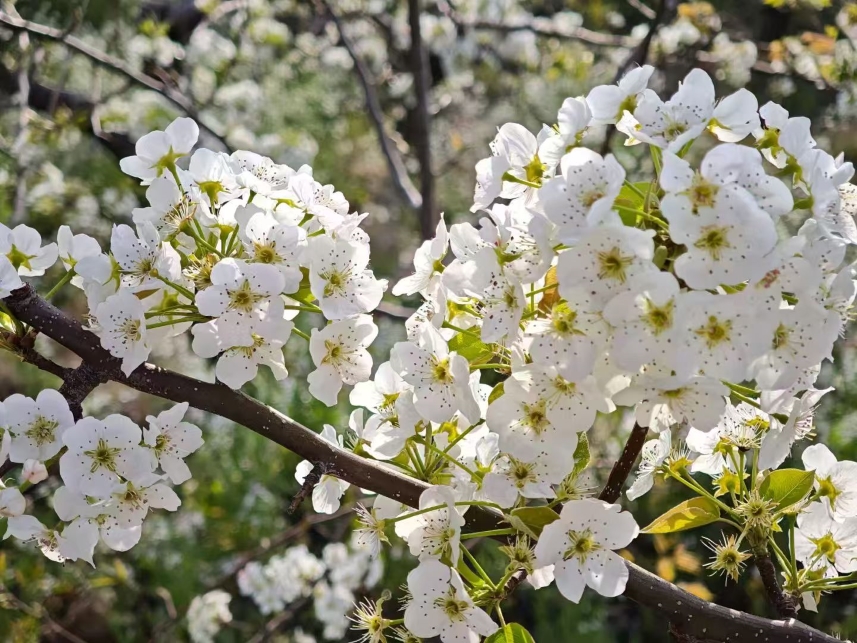 梨花綻放。雲縣委宣傳部供圖