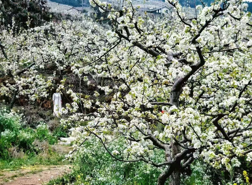 梨花開滿山坡。雲縣委宣傳部供圖