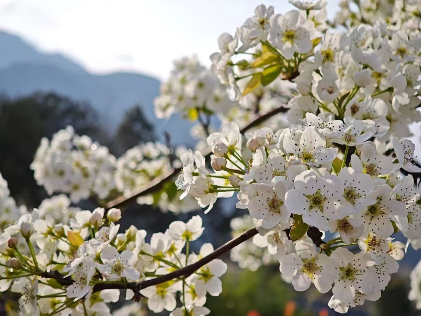 梨花潔白如雪。雲縣委宣傳部供圖