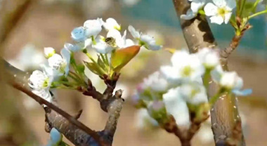 春满云龙 梨韵有约