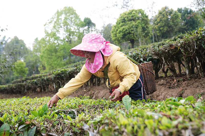 莫窩村茶園裡，茶農正在採茶。吳元皓攝