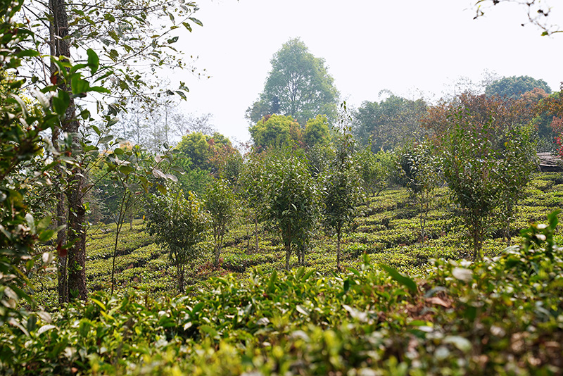勐卡鎮莫窩村茶園。-吳元皓攝