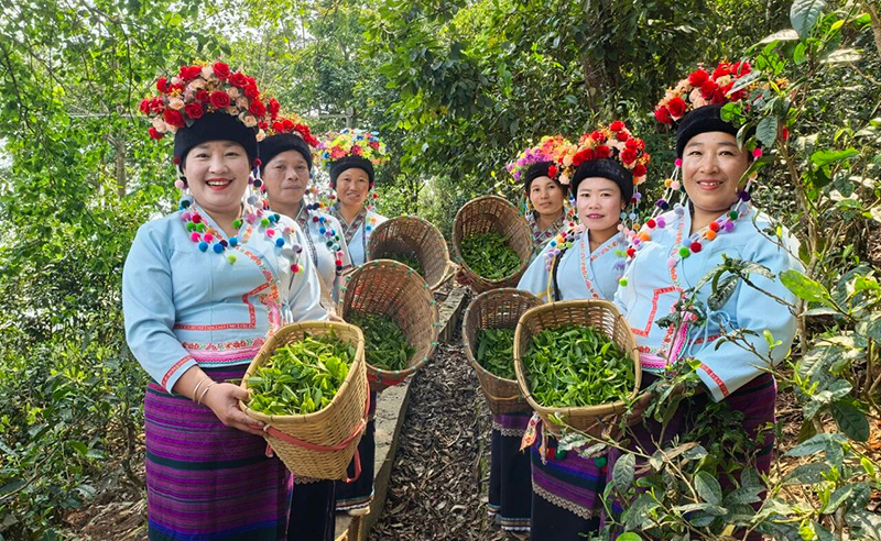 茶农采茶。