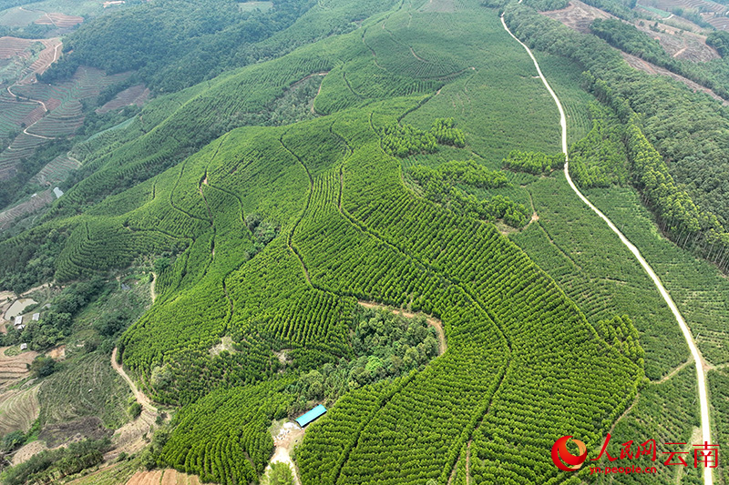 西盟林木產業航拍。艾嘎攝