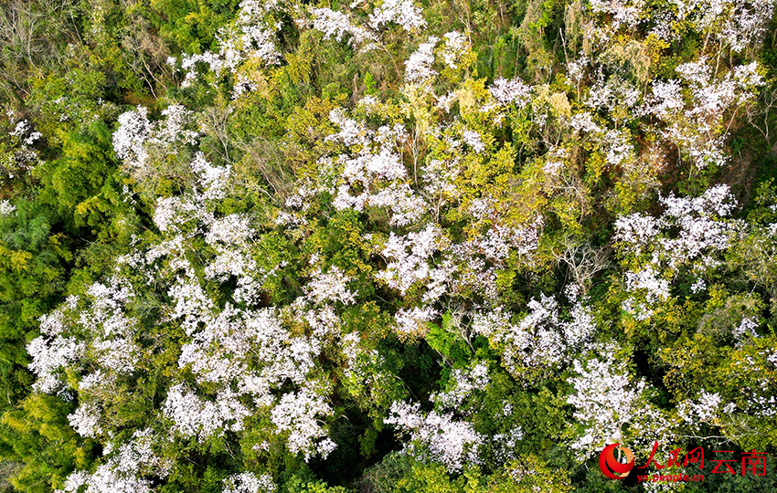 漫山遍開玉荷花。毛敬華攝
