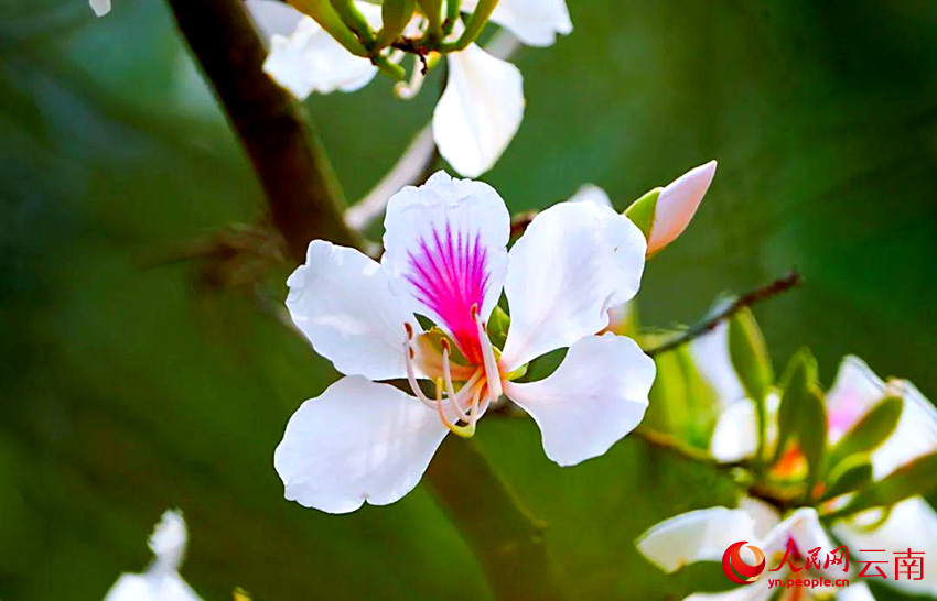 玉荷花。毛敬華攝