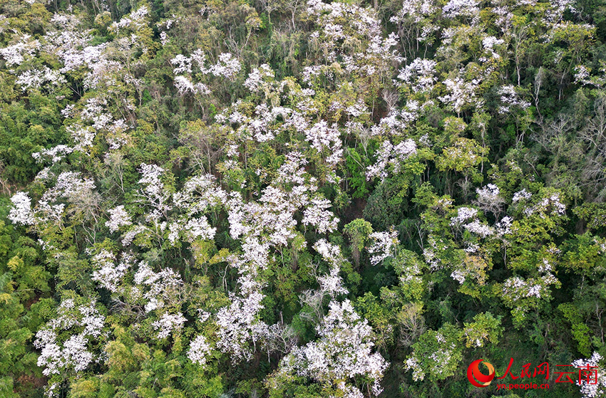 漫山遍開玉荷花。毛敬華攝