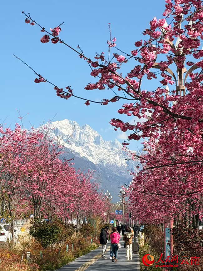 櫻花與雪山同框,構成了一幅美麗的春日畫卷。和儉攝