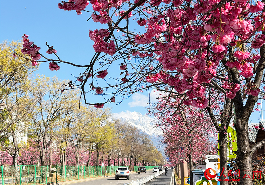 櫻花與雪山同框,構成了一幅美麗的春日畫卷。和儉攝