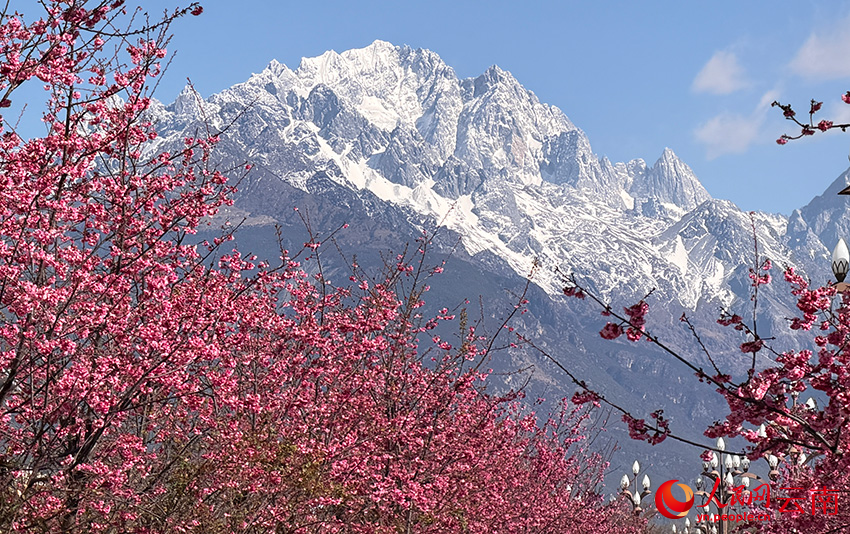 櫻花與雪山同框,構成了一幅美麗的春日畫卷。和儉攝