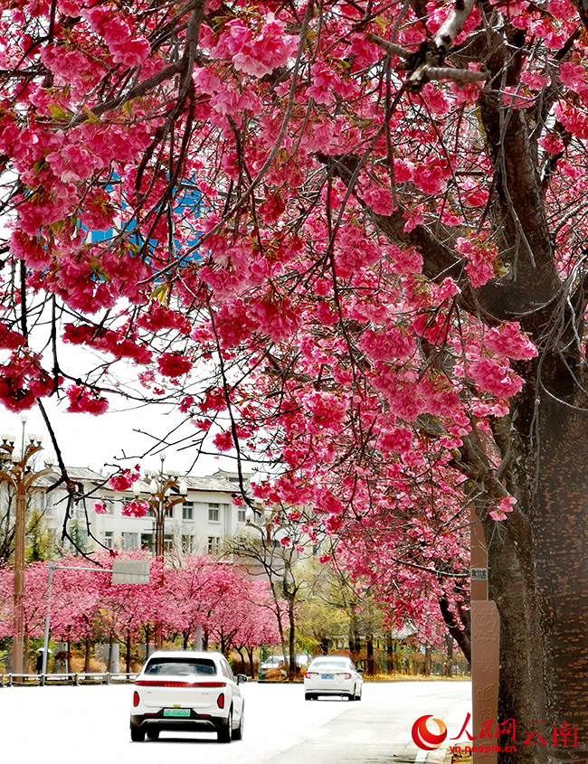 櫻花盛開。和儉攝