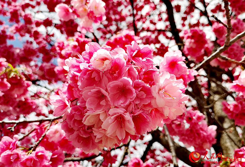 盛開的櫻花。和儉攝