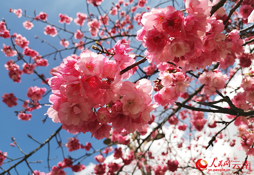 盛開的櫻花。和儉攝