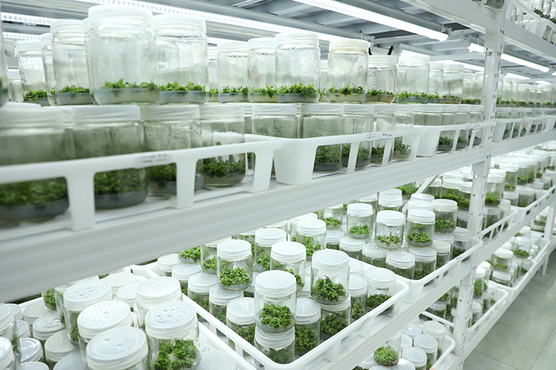 昭通和济生物有限公司育苗室-(2026年3月19日何桂花拍摄)-(2)