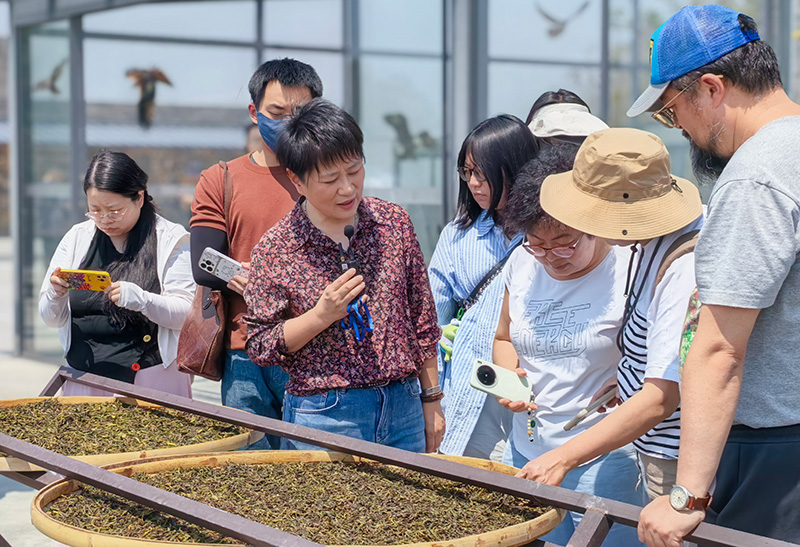 走进企业了解制茶过程。