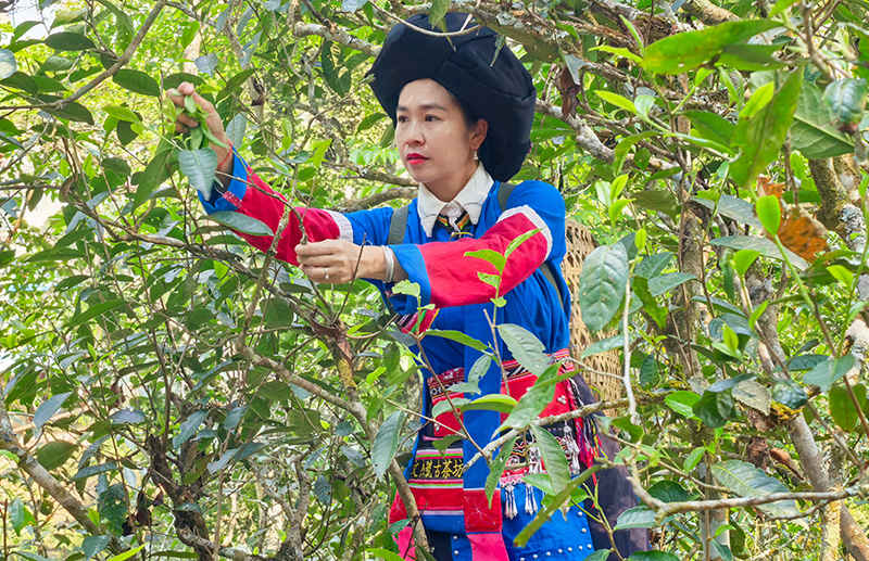 村民正在采摘茶叶。