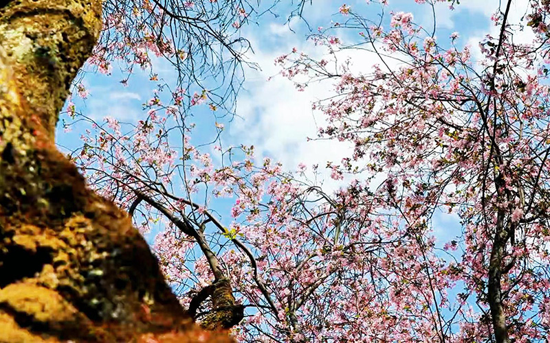 雲南劍川：海棠落盡一池雪 春色染遍半村香