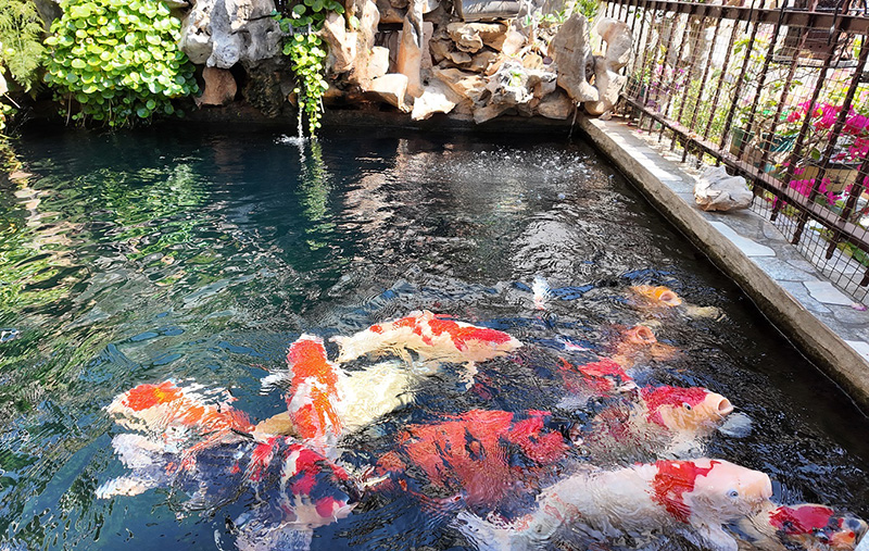 庭院养殖的金鱼。王雨薇摄