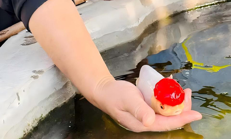 农户养殖的金鱼。王雨薇摄