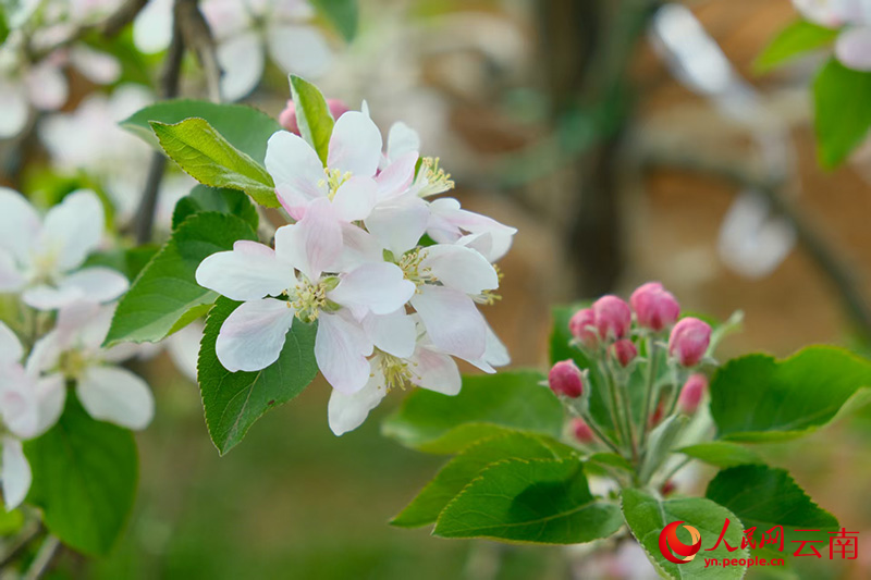 雲南魯甸的蘋果花盛開。邱家德攝