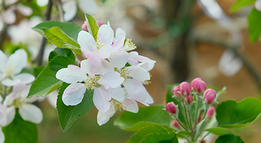 云南鲁甸十五万亩苹果花绽放
