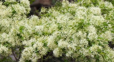 “雪”落枝头 流苏花开