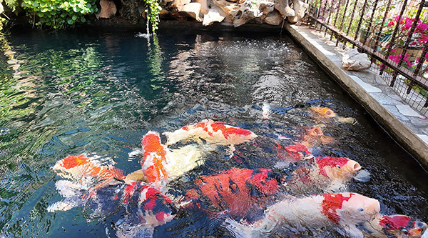 红河开远：庭院金鱼激活“水中致富路”