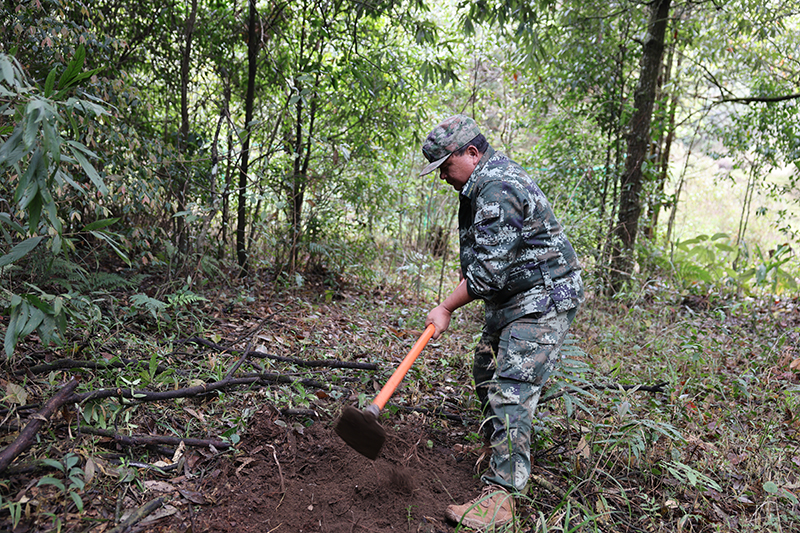 李国亮清理枯枝。陶旭辉摄