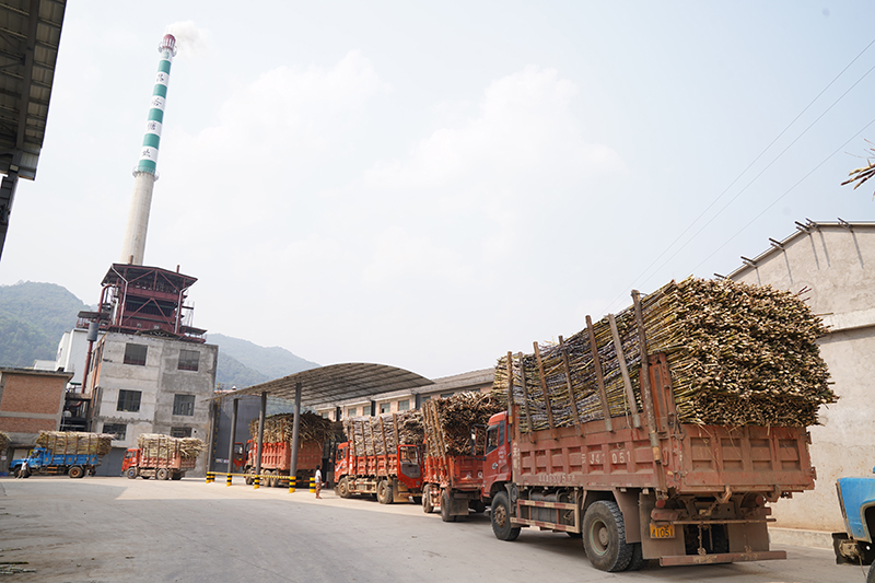 车辆运输甘蔗进入昌裕糖厂。李毅摄