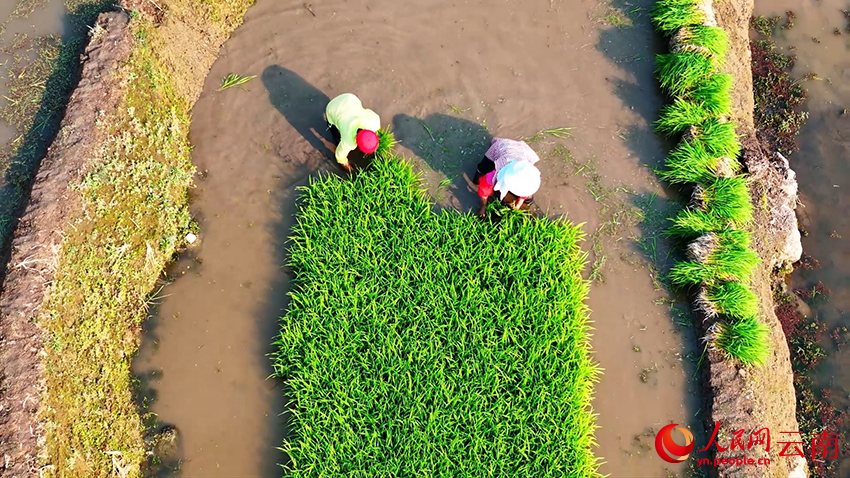 云南省绿春县三猛乡腊姑梯田内，农户们抢抓农时忙插秧。白院生摄