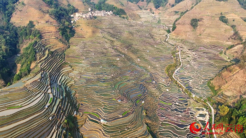 云南省绿春县三猛乡腊姑梯田迎来春耕农忙时节。白院生摄