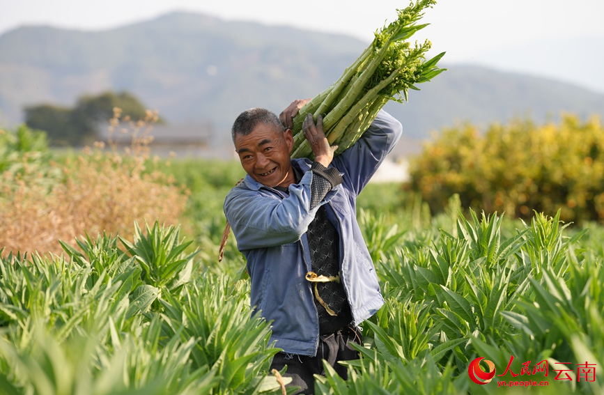 漾江镇桑不老村村民在采收贡菜。人民网记者 虎遵会摄