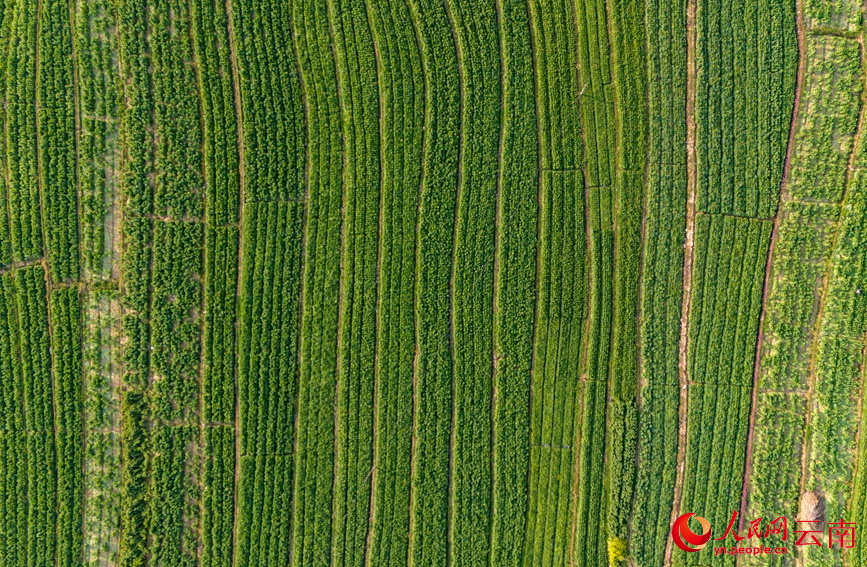 漾濞县漾江镇桑不老村的贡菜地。人民网记者 虎遵会摄