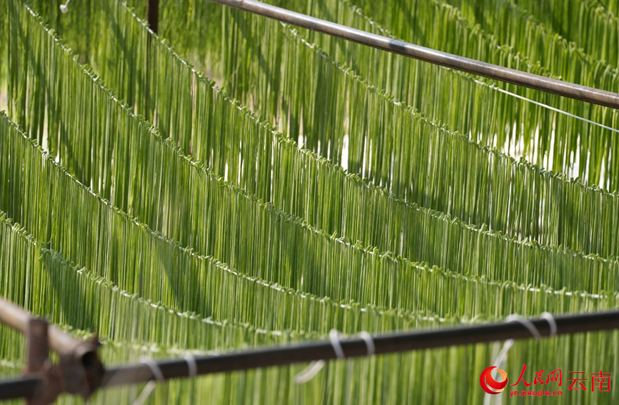 漾江镇桑不老村村民家中晾晒的贡菜。人民网记者 虎遵会摄