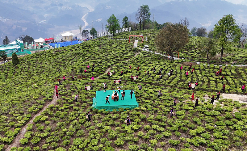 雲南綠春：茶旅融合 “旅創”興邊