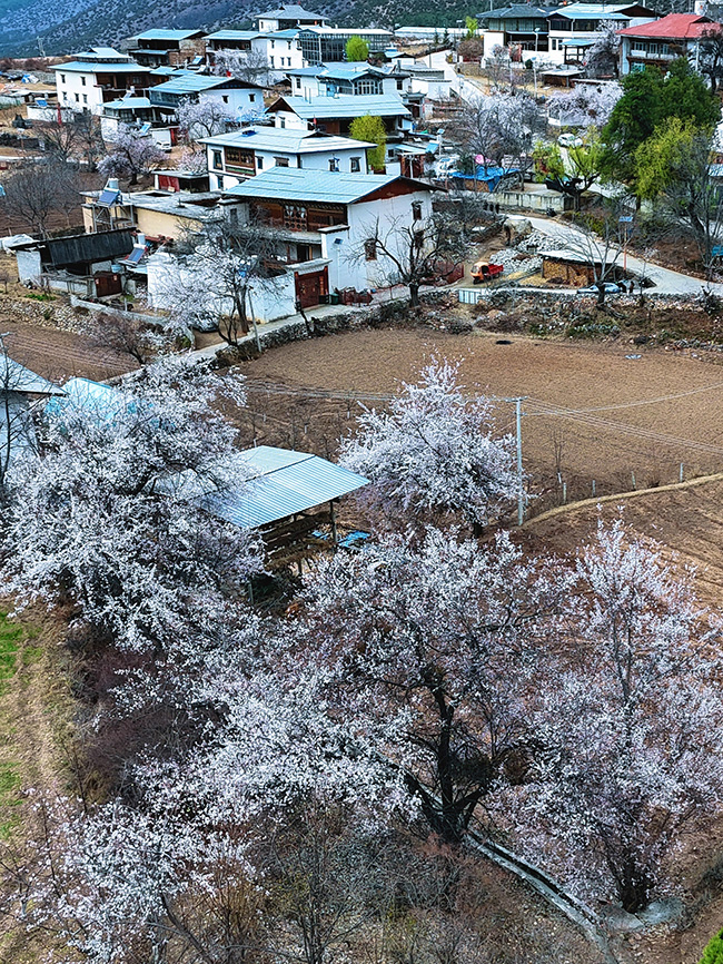 春到尼西，风景如画。李竞若摄
