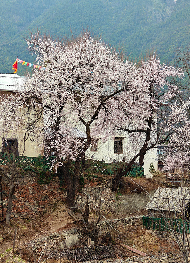 春到尼西，风景如画。李竞若摄